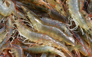 ż 1kg